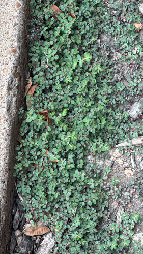 Euphorbia prostrata observed 2026-10-29