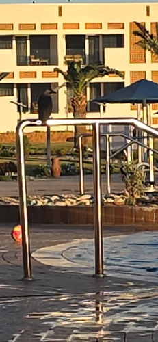 Corvus observed 2026-10-29