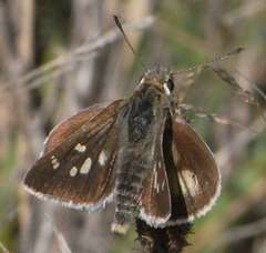 Trapezites lutea lutea
