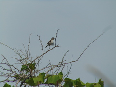 Sporophila telasco