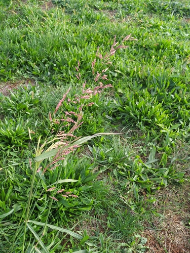 Sorghum halepense observed 2026-10-29
