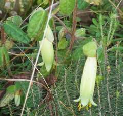 Correa reflexa reflexa