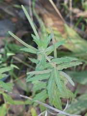 Epilobium hirtigerum