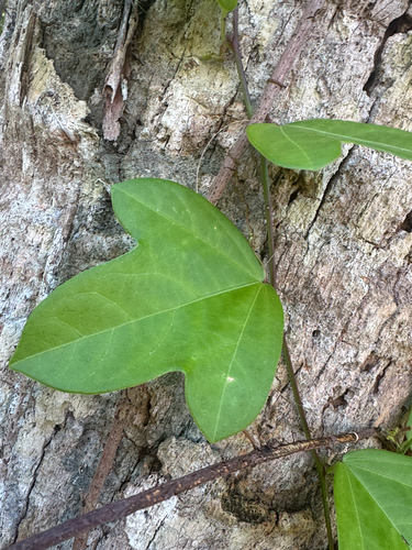 Passiflora suberosa observed 2026-10-29