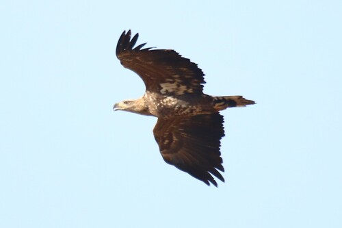 Haliaeetus albicilla observed 2026-10-29
