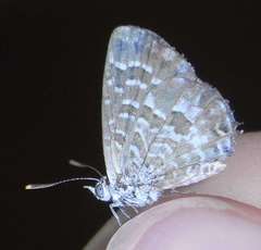 Theclinesthes serpentata serpentata