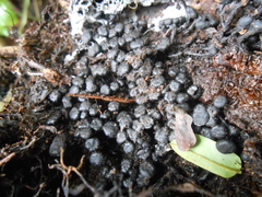 Podosordaria