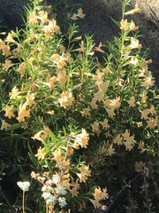 Diplacus × australis