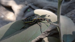 Pachylis acutangulus