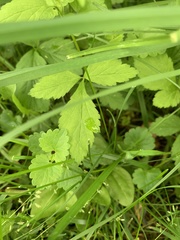 Geum vernum