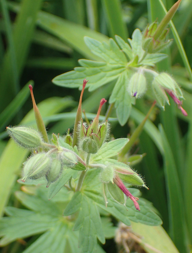 woolly cranesbill
