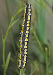 Sympistis perscripta