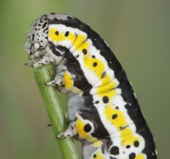 Sympistis perscripta