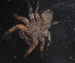 Habronattus icenoglei