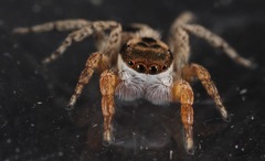 Habronattus icenoglei