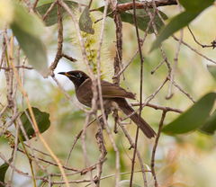 Bolemoreus frenatus