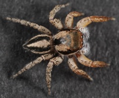 Habronattus icenoglei