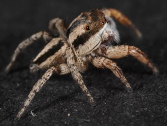 Habronattus icenoglei