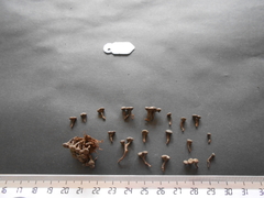 Podosordaria
