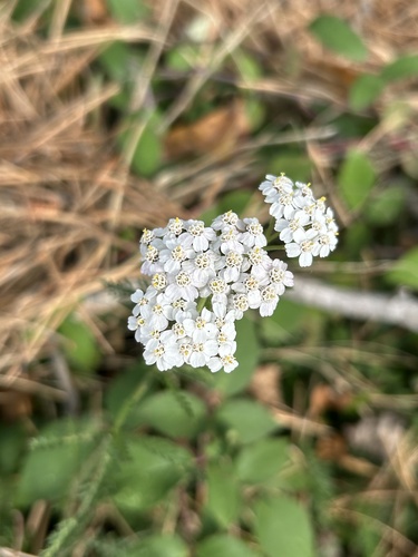 Achillea millefolium observed 2026-10-29