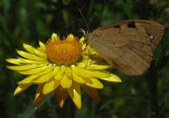 Heteronympha solandri