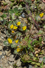 Acmispon brachycarpus