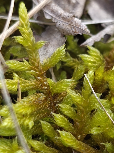 Hypnum cupressiforme observed 2026-10-29