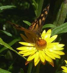 Heteronympha solandri