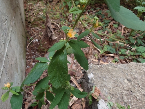 Sida rhombifolia observed 2026-10-29