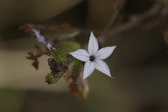 Plumbago pulchella