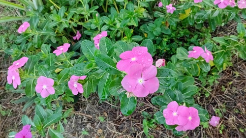Catharanthus roseus observed 2026-10-29