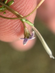Limosella longiflora