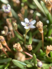 Limosella longiflora