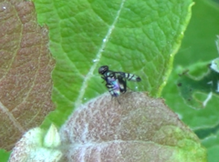 Rivellia syngenesiae