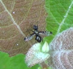 Rivellia syngenesiae