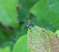 Rivellia syngenesiae