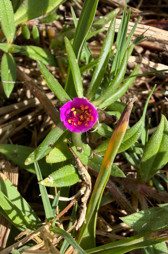 Portulaca pilosa observed 2026-10-29