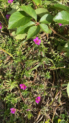 Portulaca pilosa observed 2026-10-29
