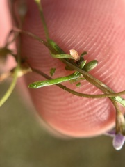 Limosella longiflora
