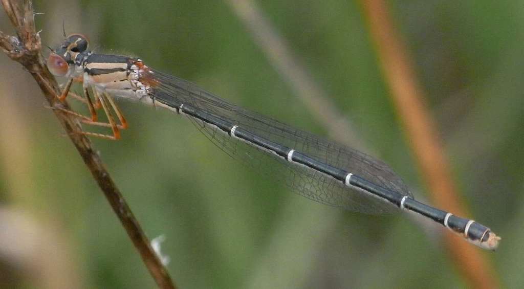 Red and Blue Damsel
