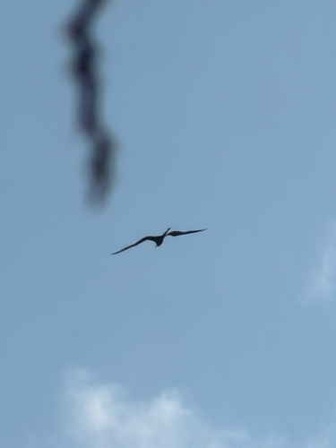 Aves observed 2026-10-29