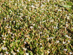 Limosella longiflora