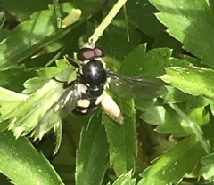 Sericomyia lata
