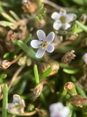 Limosella longiflora