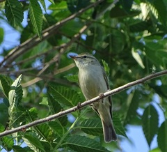 Phylloscopus trochiloides
