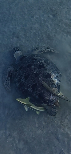 Chelonia mydas observed 2026-10-29