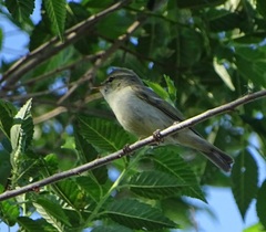 Phylloscopus trochiloides