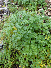 Apium prostratum filiforme