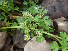 Apium prostratum filiforme