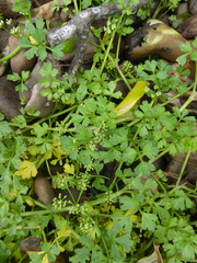 Apium prostratum filiforme